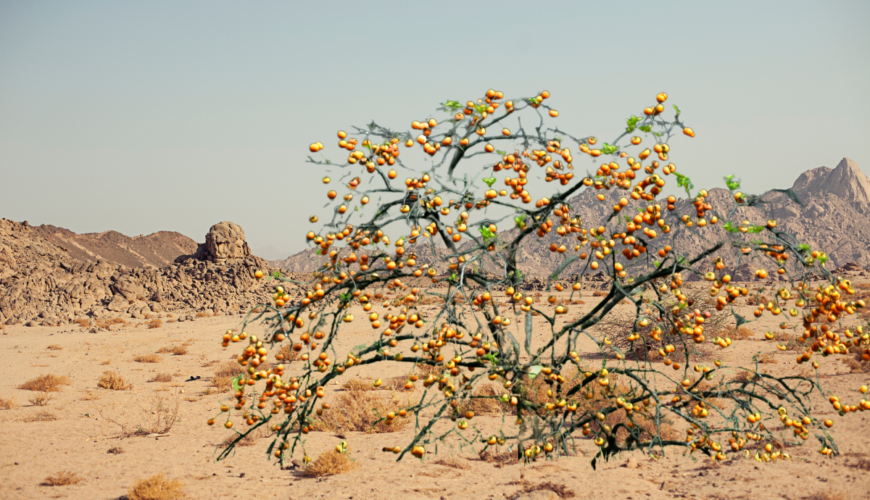 Voix de celui qui crie dans le désert… – Deuxième dimanche de l&rsquo;Avent