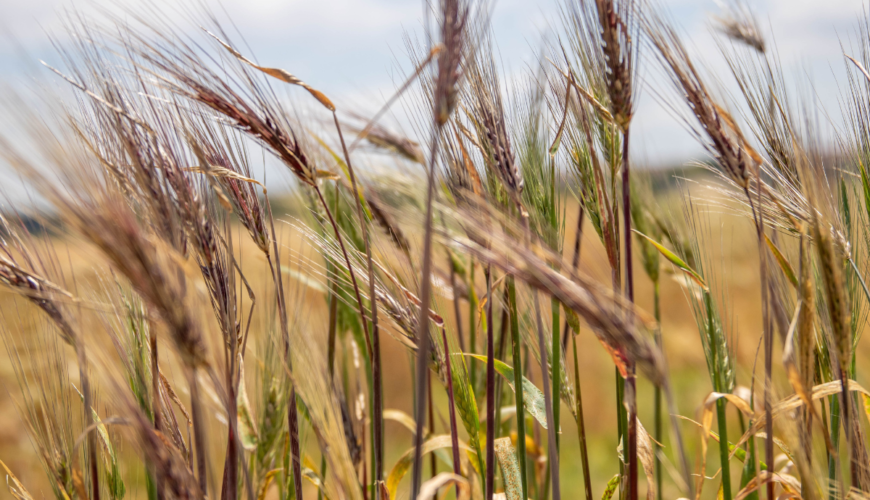 L’Évangile a casa 181: Mt 3, 1-12